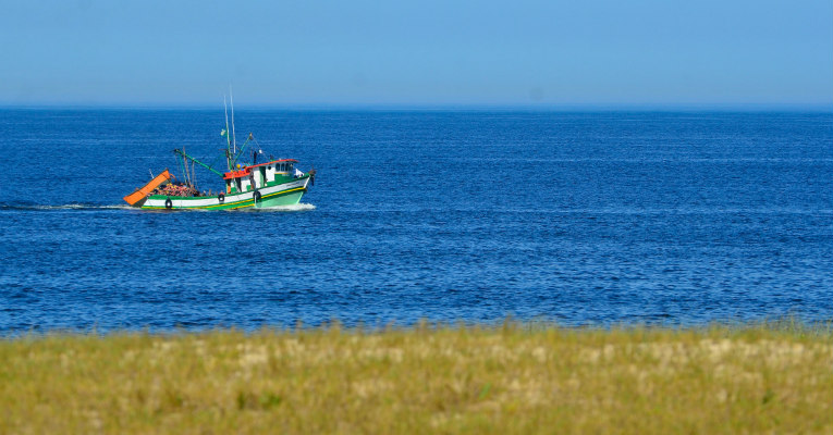 Regiões Sul e Sudeste ganham regras específicas para pesca da tainha