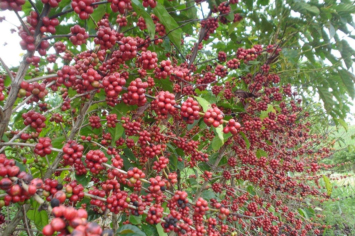 Chuvas abaixo do esperado e tempestade tropical no Vietnã asseguram os ganhos futuros do café nesta 2ª feira (28)