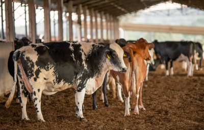gado 400x255 - Receita investiga sonegação de quase R$ 1 bilhão em venda de gado