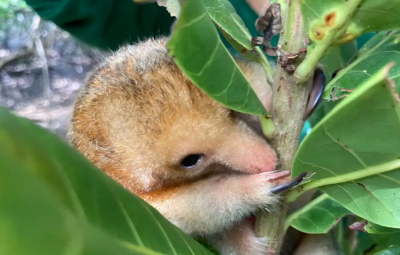 tamandua 400x255 - Menor tamanduá do mundo simboliza preservação de manguezal nordestino