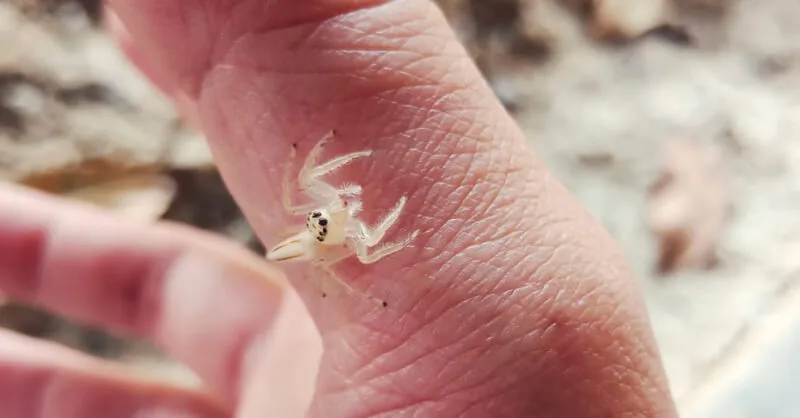 Picadas de aranhas são segunda causa de envenenamento no país