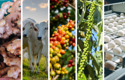 agro 400x255 - Espírito Santo foi o único estado com crescimento do crédito rural em 2024