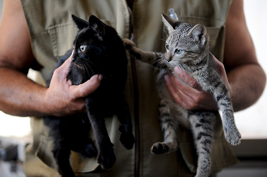 Cadastro Nacional de Animais Domésticos já pode ser criado