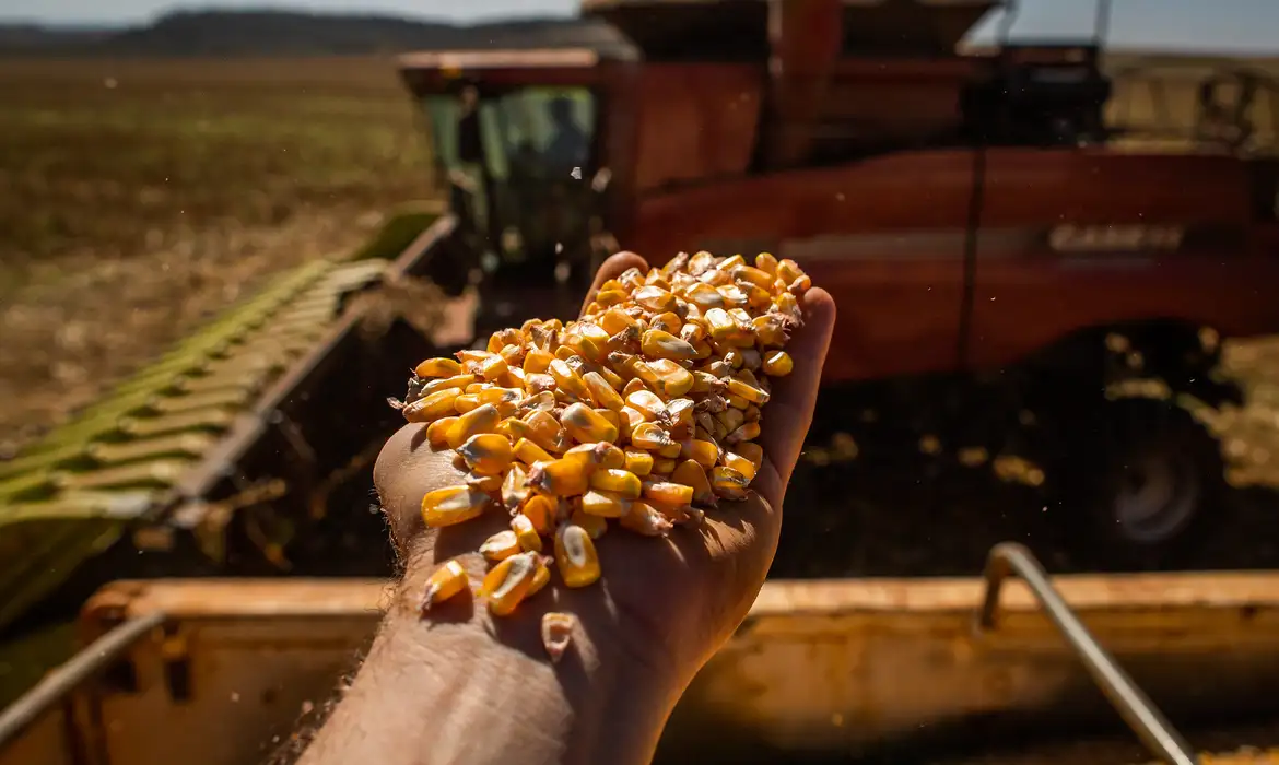 Produção da safra brasileira caiu 7,2% em 2024, estima IBGE